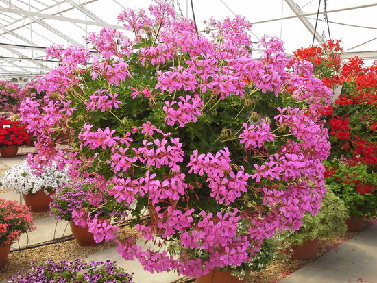 Nokarenās pelargonijas DECORA- LILAC- 8 stādi AR IEKĻAUTU PIEGĀDI